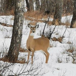 Meet your Posher, Janice